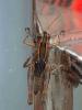 Eyprepocnemis sp.